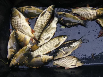 NÁSADA KAPR TOLSTOLOBIK AMUR LÍN